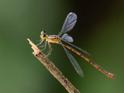 Heteragrion erythrogastrum (Red and Black Flatwing).jpg